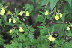 Calceolaria mexicana